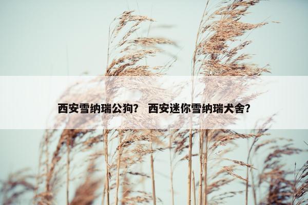 西安雪纳瑞公狗？ 西安迷你雪纳瑞犬舍？