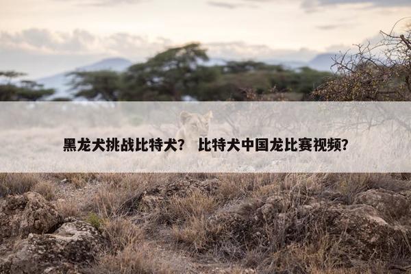 黑龙犬挑战比特犬？ 比特犬中国龙比赛视频？