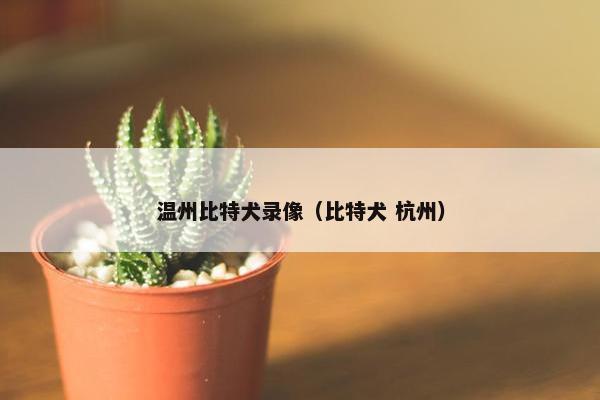 温州比特犬录像（比特犬 杭州）