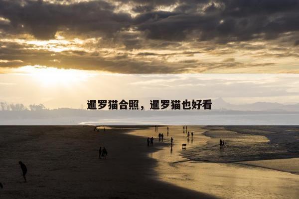 暹罗猫合照，暹罗猫也好看