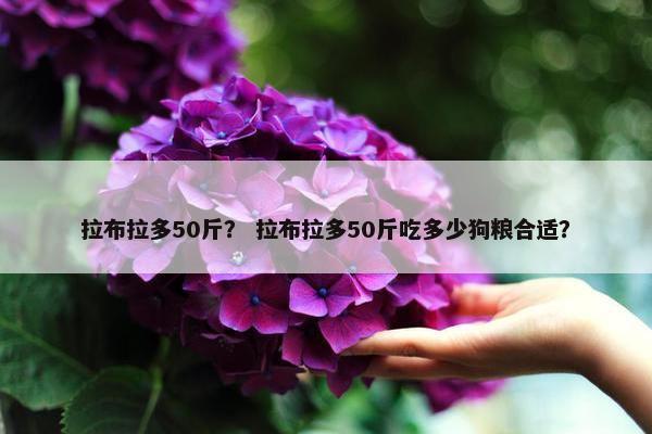拉布拉多50斤？ 拉布拉多50斤吃多少狗粮合适？