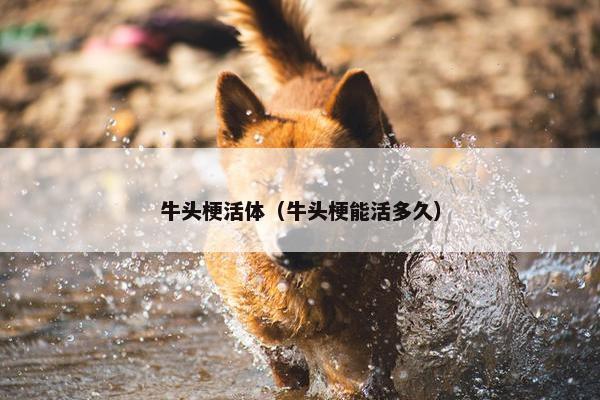 牛头梗活体（牛头梗能活多久）