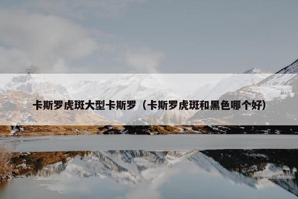 卡斯罗虎斑大型卡斯罗（卡斯罗虎斑和黑色哪个好）