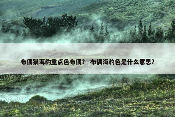 布偶猫海豹重点色布偶？ 布偶海豹色是什么意思？