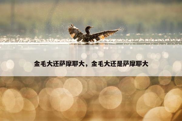 金毛大还萨摩耶大，金毛大还是萨摩耶大