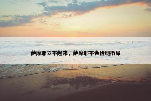 萨摩耶立不起来，萨摩耶不会抬腿撒尿