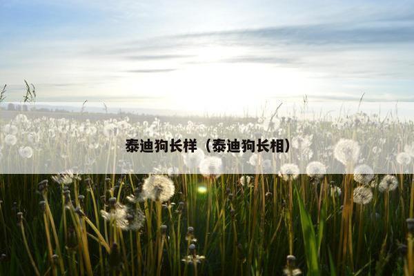 泰迪狗长样（泰迪狗长相）