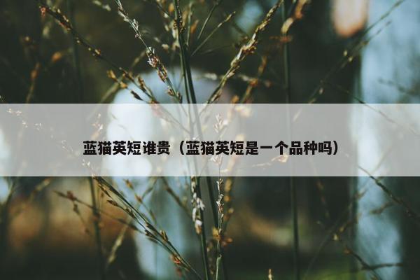 蓝猫英短谁贵（蓝猫英短是一个品种吗）