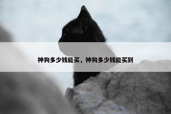 神狗多少钱能买，神狗多少钱能买到