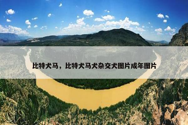 比特犬马，比特犬马犬杂交犬图片成年图片