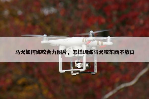 马犬如何练咬合力图片，怎样训练马犬咬东西不放口
