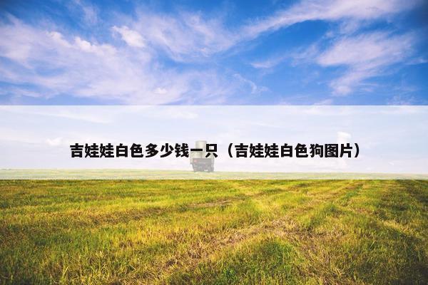 吉娃娃白色多少钱一只（吉娃娃白色狗图片）