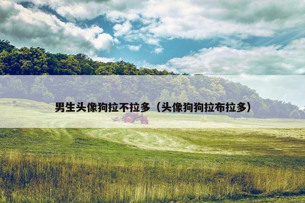男生头像狗拉不拉多（头像狗狗拉布拉多）