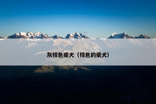 灰棕色柴犬（棕色的柴犬）