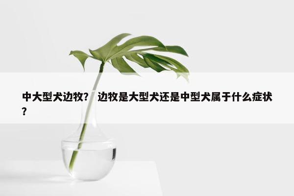中大型犬边牧？ 边牧是大型犬还是中型犬属于什么症状？