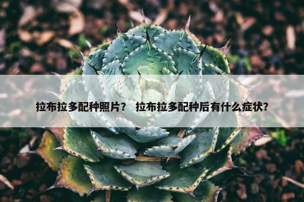 拉布拉多配种照片？ 拉布拉多配种后有什么症状？