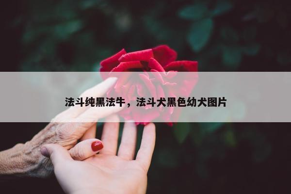 法斗纯黑法牛，法斗犬黑色幼犬图片