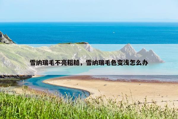雪纳瑞毛不亮粗糙，雪纳瑞毛色变浅怎么办