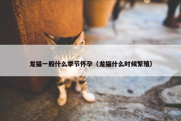 龙猫一般什么季节怀孕（龙猫什么时候繁殖）