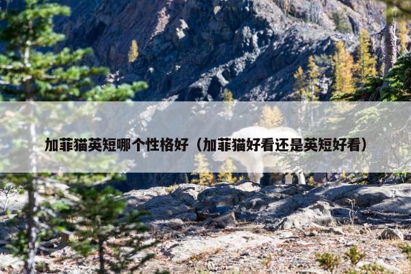 加菲猫英短哪个性格好（加菲猫好看还是英短好看）