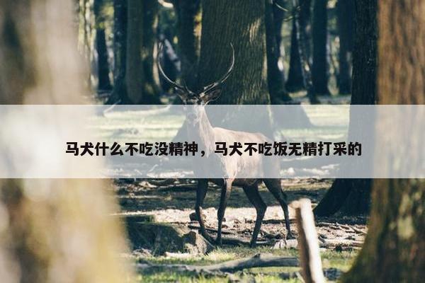 马犬什么不吃没精神，马犬不吃饭无精打采的