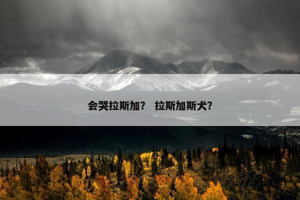会哭拉斯加？ 拉斯加斯犬？