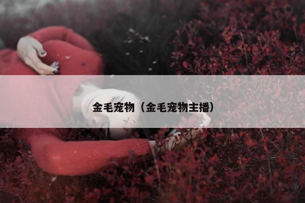 金毛宠物（金毛宠物主播）