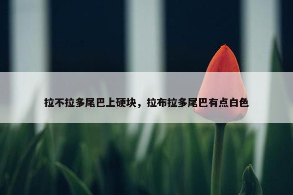 拉不拉多尾巴上硬块，拉布拉多尾巴有点白色