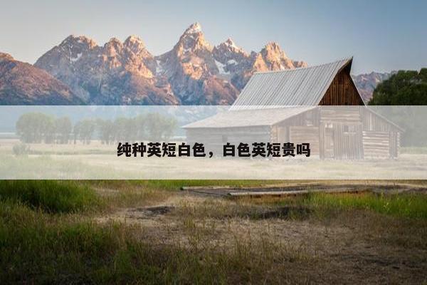 纯种英短白色，白色英短贵吗