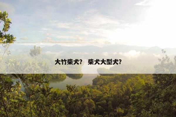 大竹柴犬？ 柴犬大型犬？
