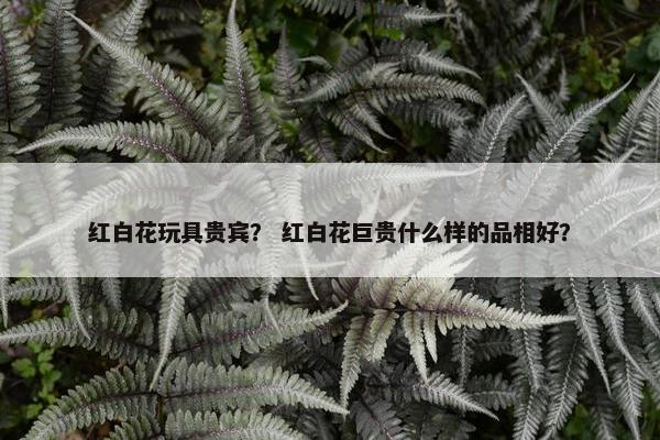 红白花玩具贵宾？ 红白花巨贵什么样的品相好？