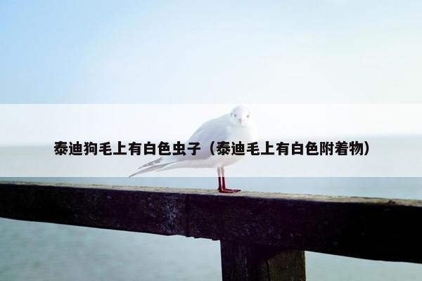 泰迪狗毛上有白色虫子（泰迪毛上有白色附着物）