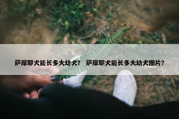 萨摩耶犬能长多大幼犬？ 萨摩耶犬能长多大幼犬图片？