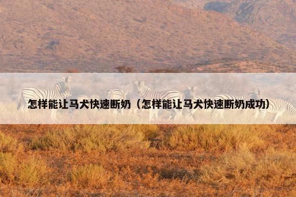 怎样能让马犬快速断奶（怎样能让马犬快速断奶成功）