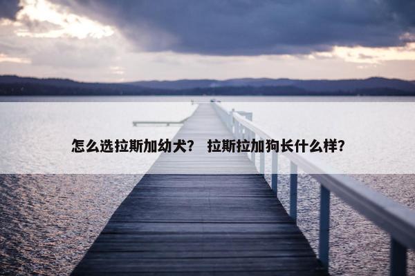 怎么选拉斯加幼犬？ 拉斯拉加狗长什么样？