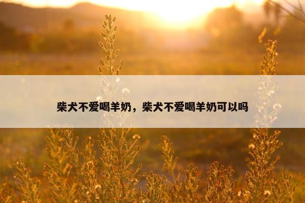 柴犬不爱喝羊奶，柴犬不爱喝羊奶可以吗