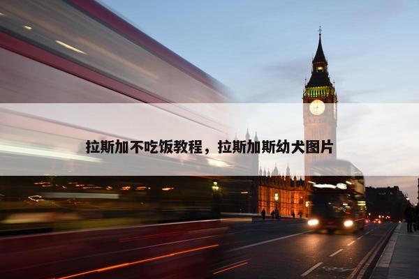 拉斯加不吃饭教程，拉斯加斯幼犬图片