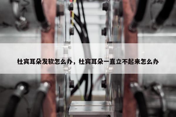 杜宾耳朵发软怎么办，杜宾耳朵一直立不起来怎么办