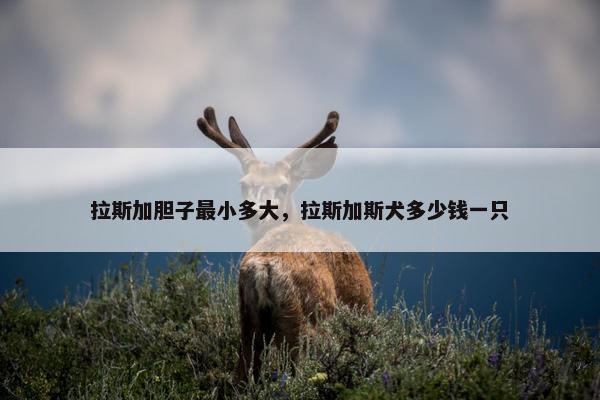 拉斯加胆子最小多大，拉斯加斯犬多少钱一只