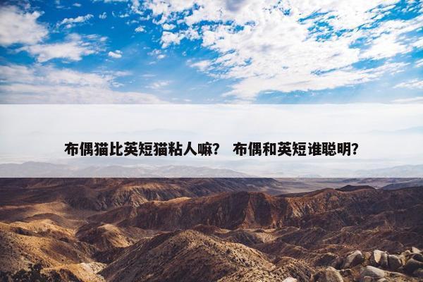 布偶猫比英短猫粘人嘛？ 布偶和英短谁聪明？