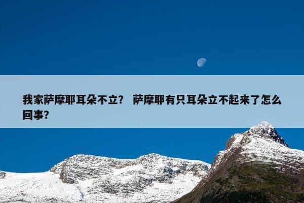 我家萨摩耶耳朵不立？ 萨摩耶有只耳朵立不起来了怎么回事？