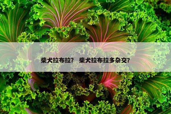 柴犬拉布拉？ 柴犬拉布拉多杂交？