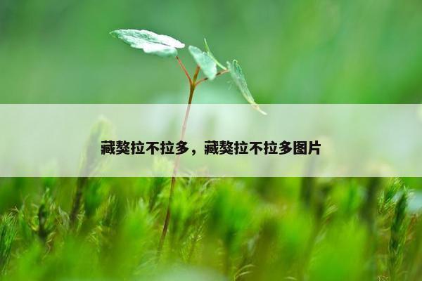 藏獒拉不拉多，藏獒拉不拉多图片