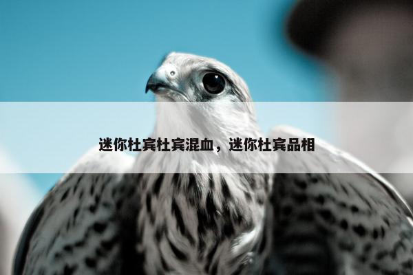 迷你杜宾杜宾混血，迷你杜宾品相