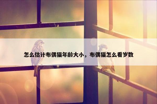 怎么估计布偶猫年龄大小，布偶猫怎么看岁数