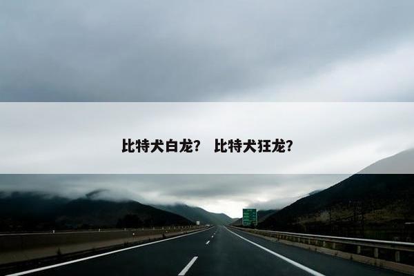 比特犬白龙？ 比特犬狂龙？