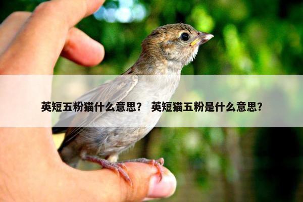 英短五粉猫什么意思？ 英短猫五粉是什么意思？