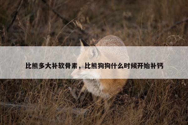 比熊多大补软骨素，比熊狗狗什么时候开始补钙