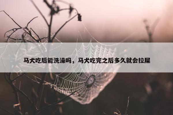 马犬吃后能洗澡吗，马犬吃完之后多久就会拉屎