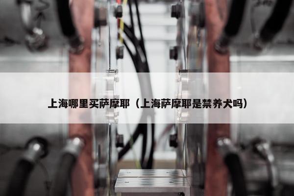 上海哪里买萨摩耶（上海萨摩耶是禁养犬吗）